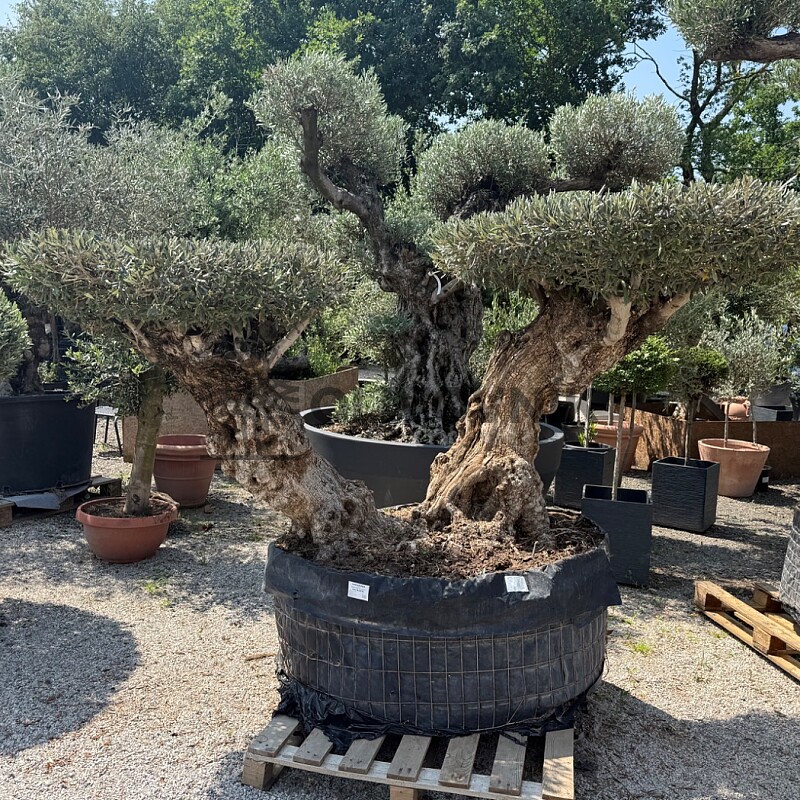 Olivovník BONSAI DOBLE DISCO