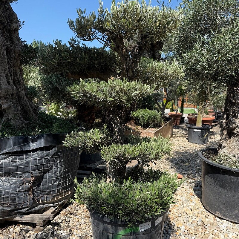 Olea Europaea - PON PON Piel Vieja 90/110l