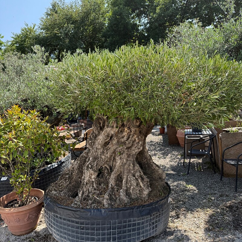 Olivovník BONSAI PLATO II