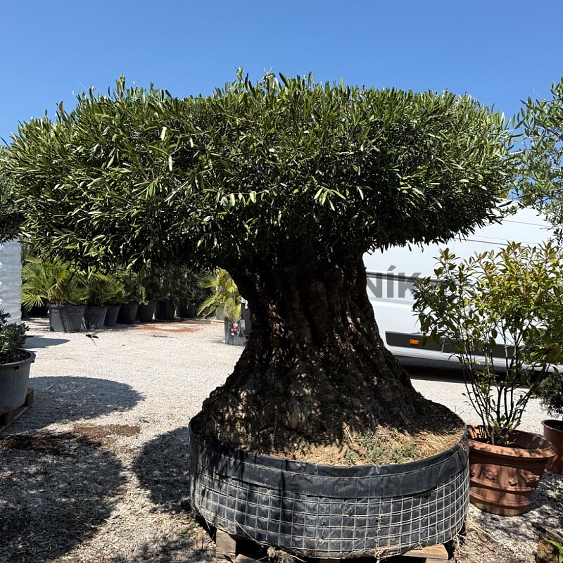 Olivovník BONSAI PLATO I