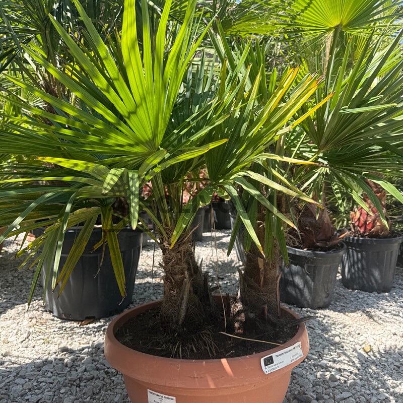 Trachycarpus Fortunei - trojkmen - mrazuvzdorná palma (-17C)