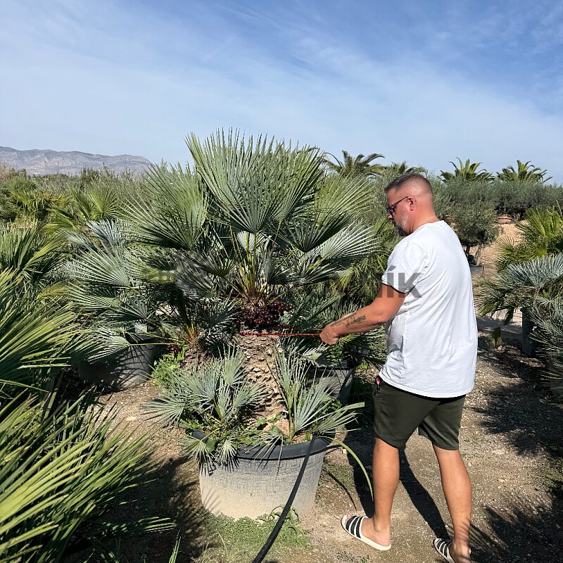 2026 Rezervace / Chamaerops Humilis Cerifera