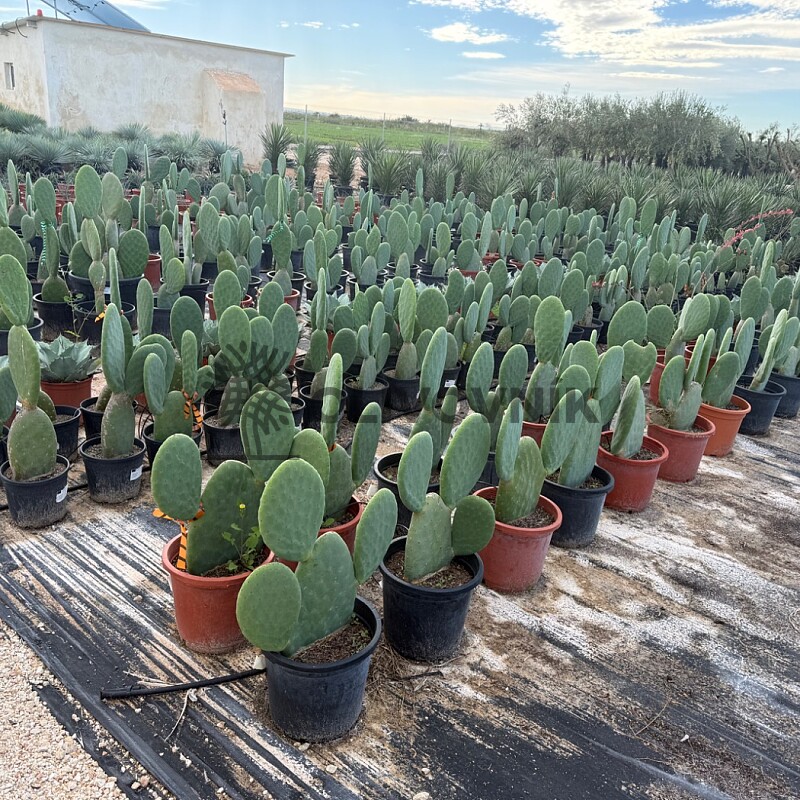 Opuntia Titania - Opuncie