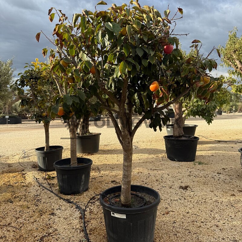 Kaki  ( Diospyros Caqui) 90lt / obvod kmene 30/40cm