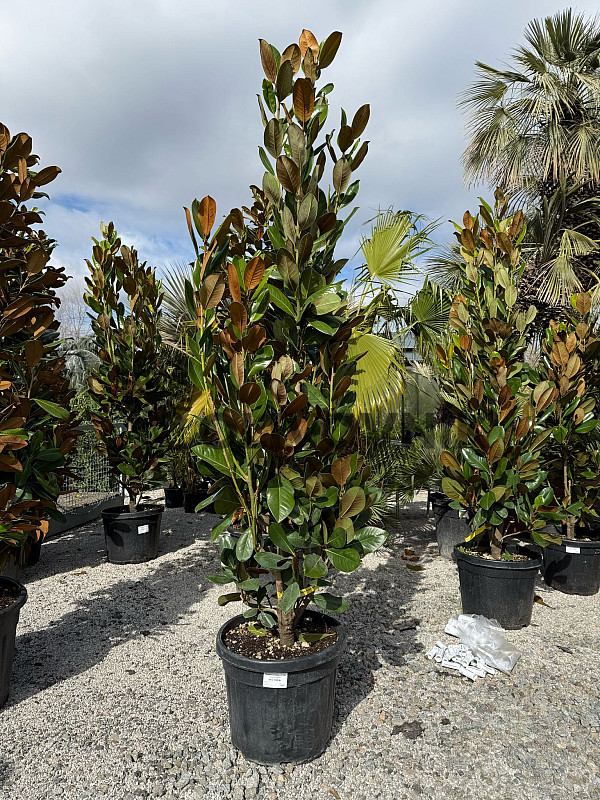 Magnolia grandiflora - 200/220cm