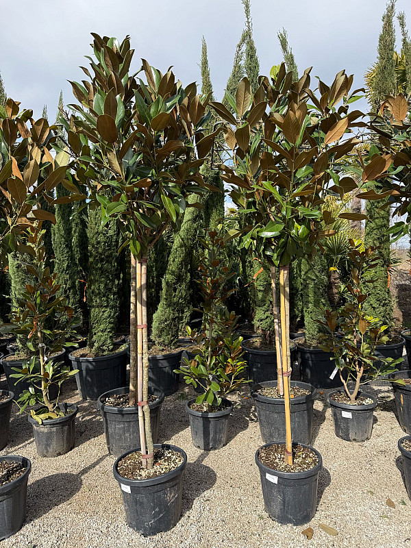 Magnolia grandiflora - 220/250cm / na kmínku