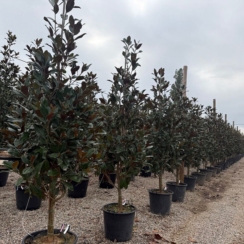 2026 Rezervace / Magnolia grandiflora / Galissonneiere