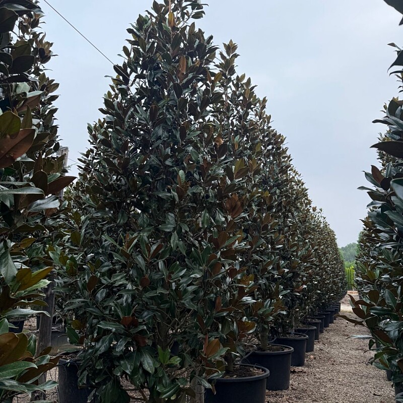 2026 Rezervace / Magnolia grandiflora Extra / Galissonneiere