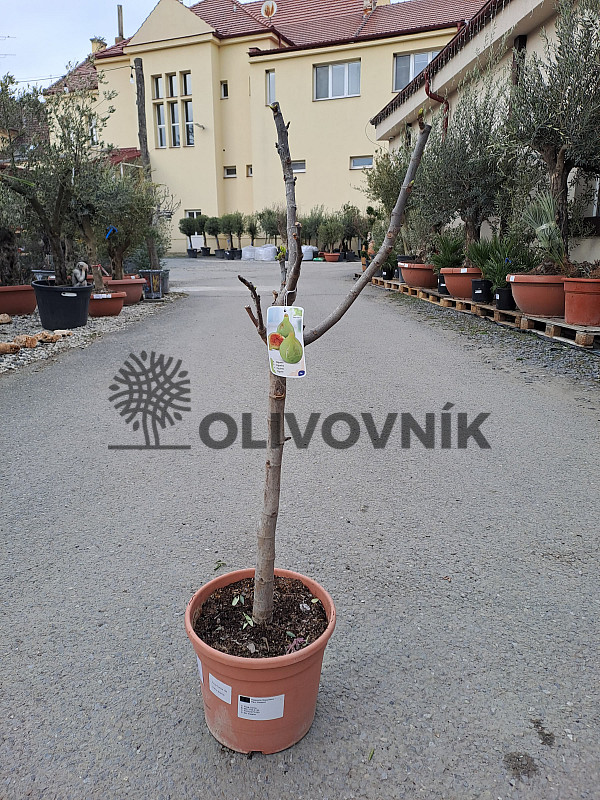 FICUS CARICA - Fík 10lt - CUELLO DAMA BLANCA