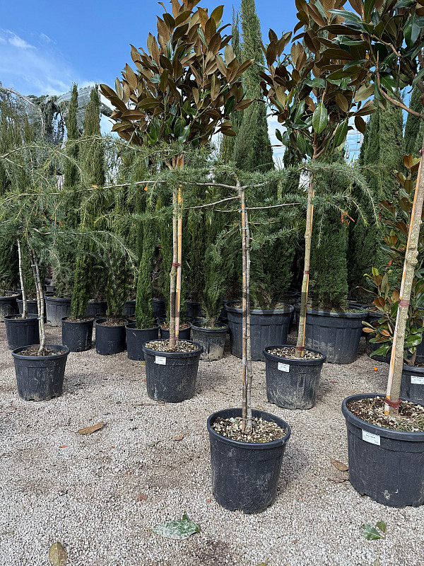Cedr - CEDRUS DEODARA 'Pendula'