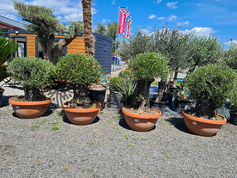 AKCE - Olea Europaea - Bonsai Q90