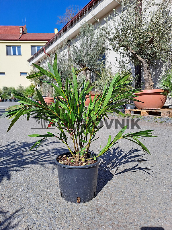 Oleander Nerium - keříkový - 50/70cm