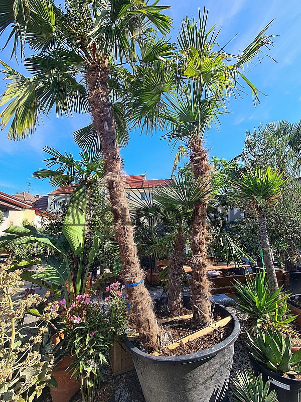 Trachycarpus Fortunei - trojkmen - kompletní výška kmenů 600cm