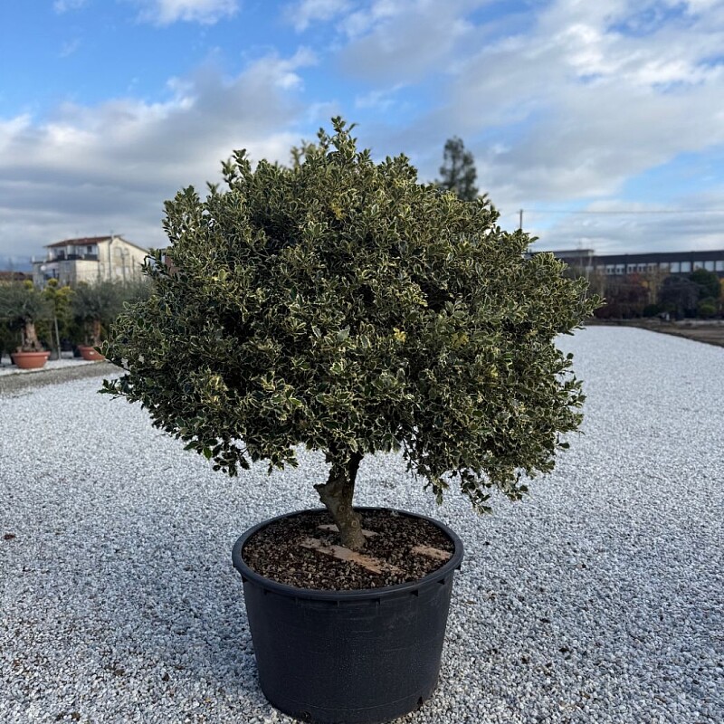 2026 Rezervace / Iles Aquifolium ˇVariegatumˇ 150/175cm / 285lt / Extra Multitronco