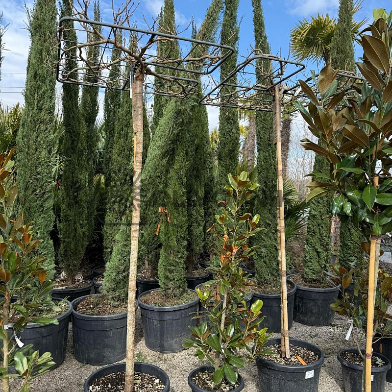 Platan / Morus platanifolia