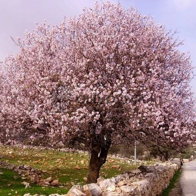 PRUNUS DULSIS - Mandloň obecná