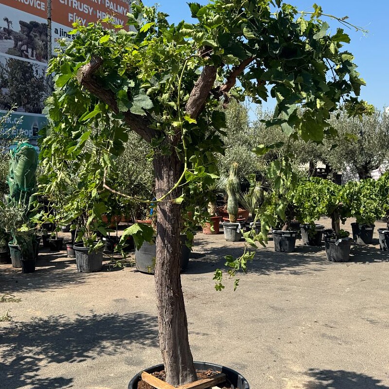 Réva - Vitis vinifera - alta 90 / výška 240cm