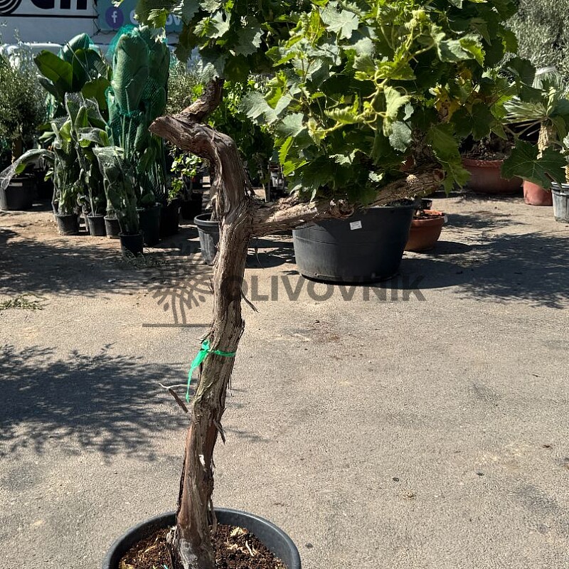 Réva - Vitis vinifera - alta mediana 45L / výška 170cm