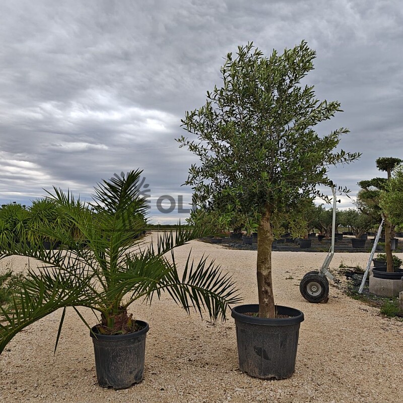 Olivovník Intensivo + Phoenix Canariensis