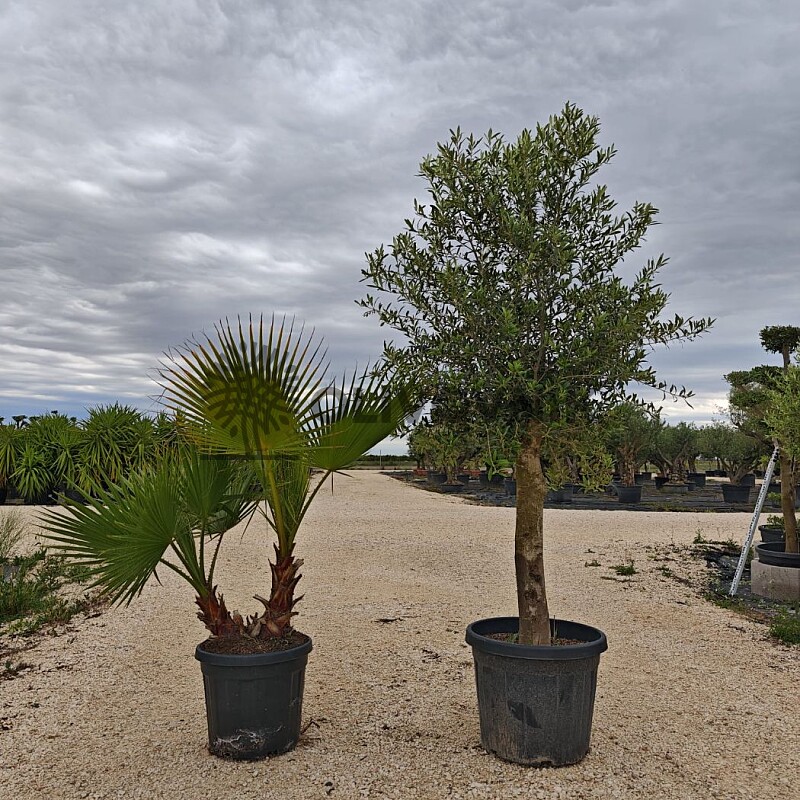 Olivovník Intensivo + Washingtonia Robusta