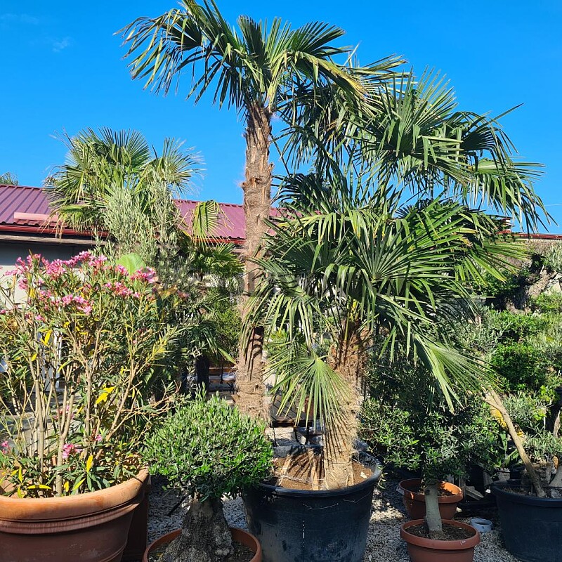 Trachycarpus Fortunei - trojkmen - kompletní výška kmenů 580cm