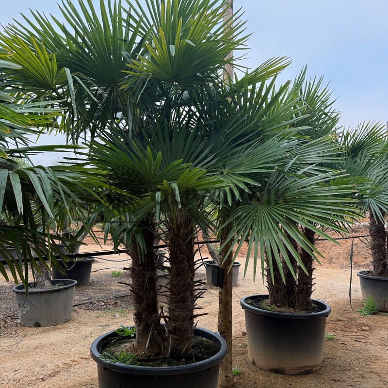 2026 Rezervace / Trachycarpus Fortunei - multikmen - mrazuvzdorná palma (-17C)