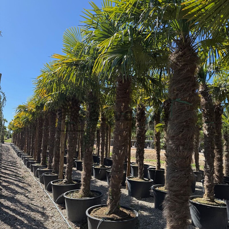 2026 Rezervace / Trachycarpus Fortunei / Grande - 250/275cm/  mrazuvzdorná palma (-17C)