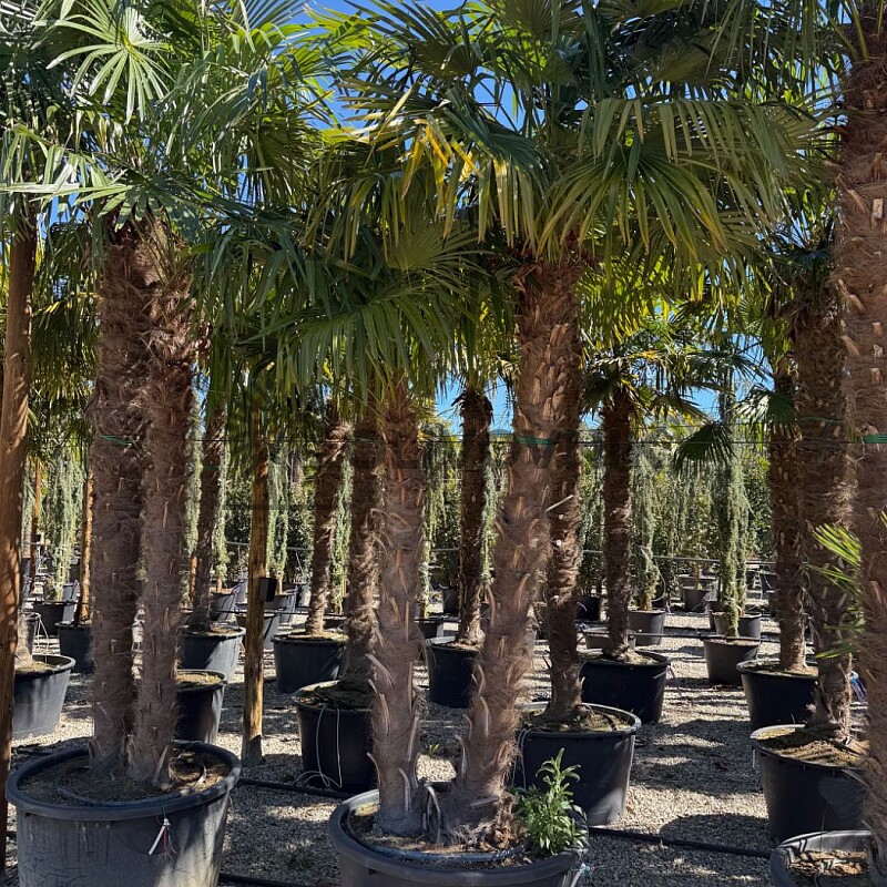 2026 Rezervace / Trachycarpus Fortunei - dvoukmen xxl - mrazuvzdorná palma (-17C)