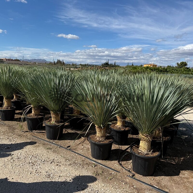 2026 Rezervace / Yucca Rostrata  20/30cm kmen