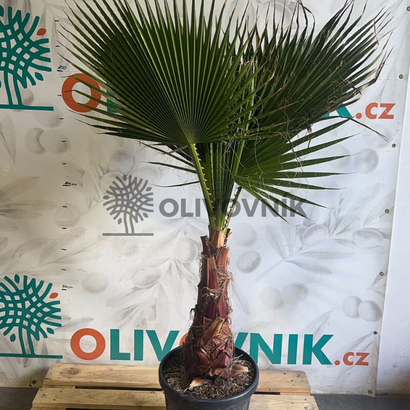WASHINGTONIA ROBUSTA / 25LT / výška 120-160cm