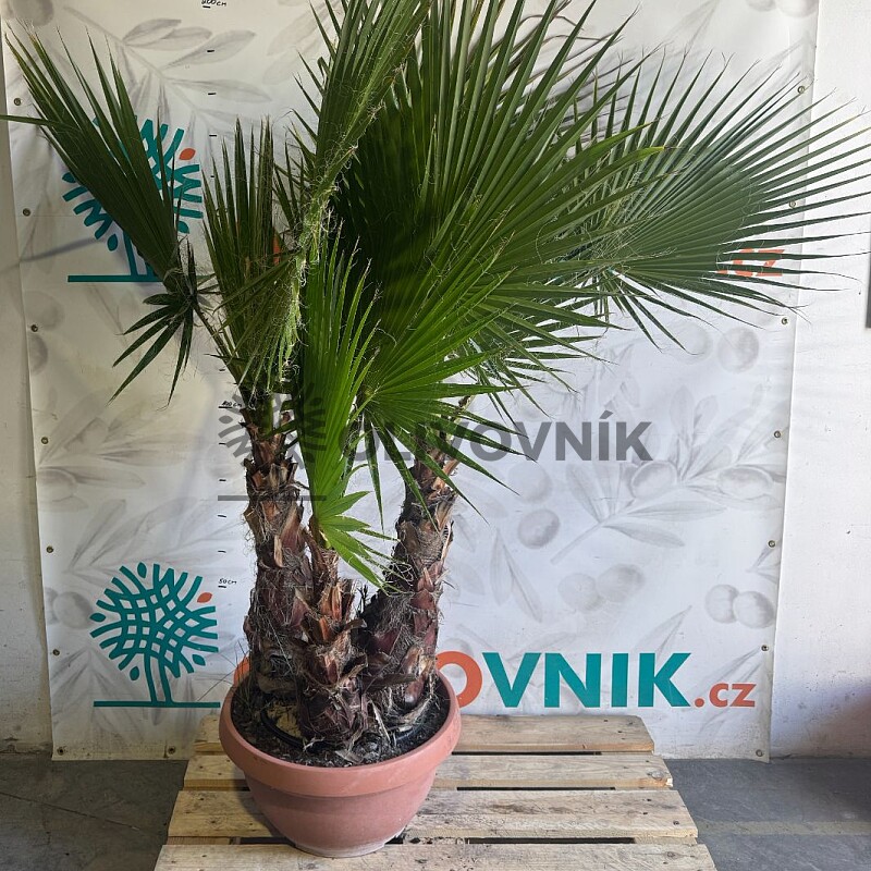 WASHINGTONIA / Troj kmen / výška 180-200cm