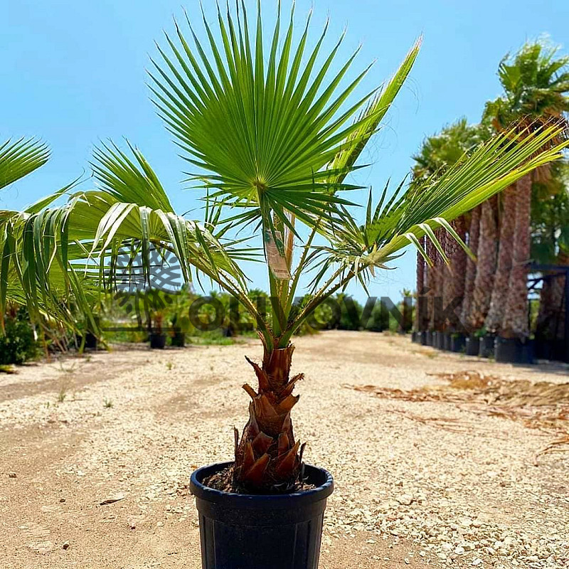 Washingtonia Robusta 160/180cm_ 70lt