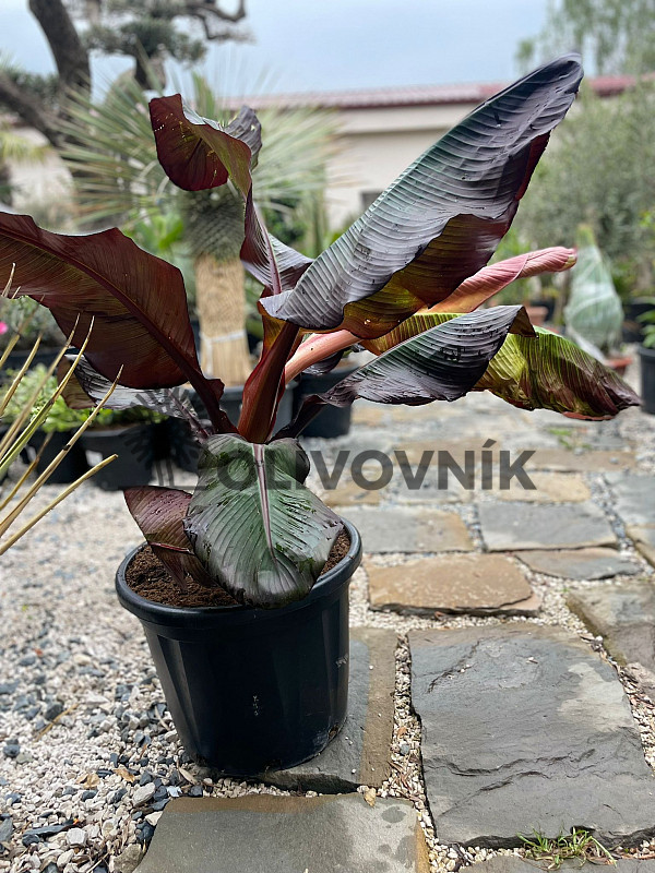 BANÁNOVNÍK - Musa Maurell C40 (30Lt)