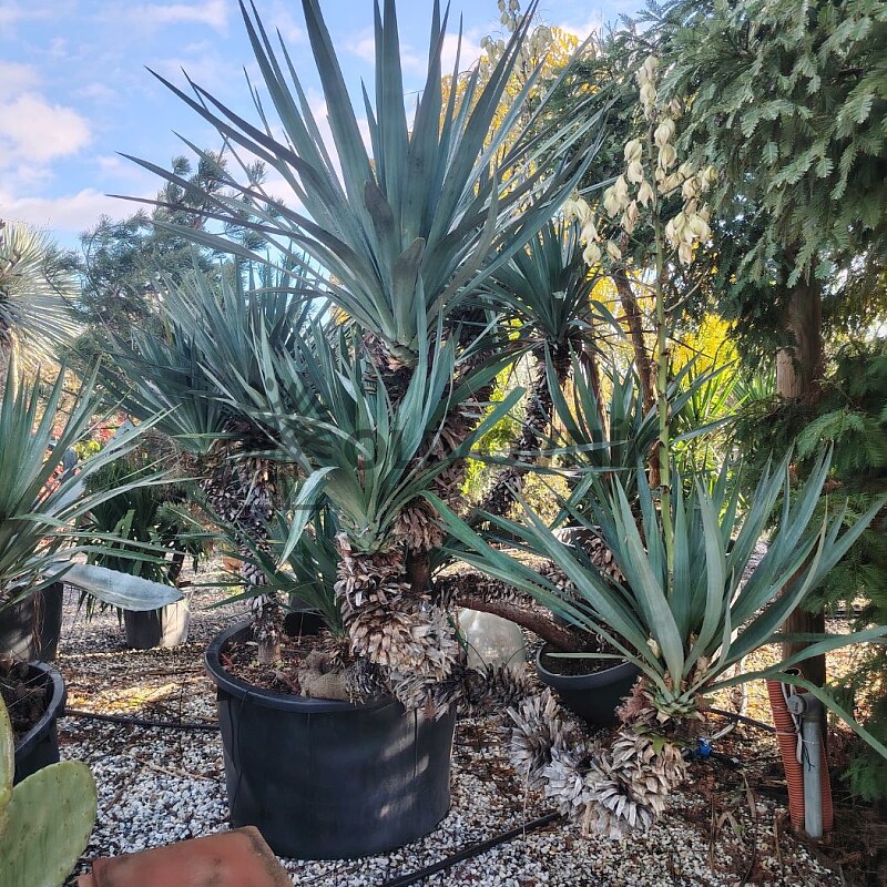 2026 Rezervace / Yuka Gloriosa extra / 200/250cm, 375lt, multikmen