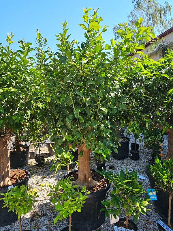 Citrus Limon 70/110LT, obvod kmene 30/40cm
