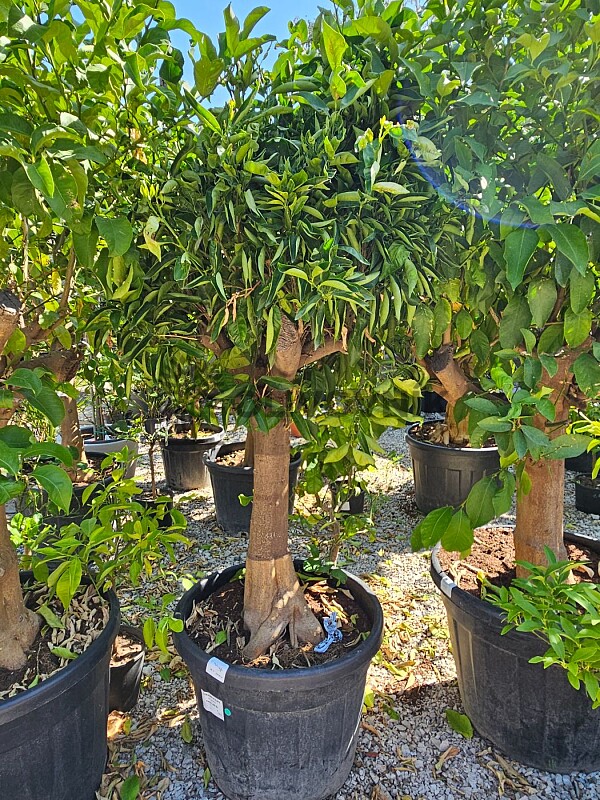 Mandarinka - Citrus Reticulata 70LT, obvod kmene 25/30 cm