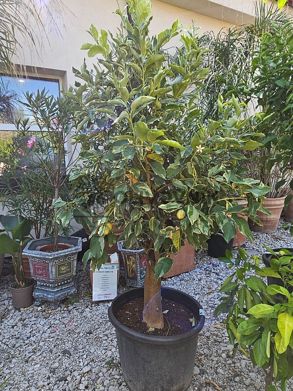 Citrus Limon Tigre 70LT, obvod kmene 30/35 cm