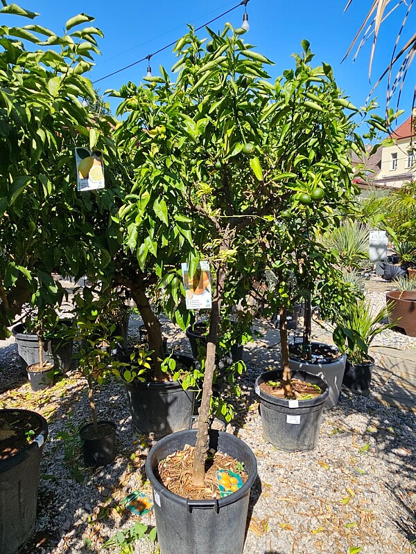 Mandarinka - citrus RETICULATA 45/70LT, obvod kmene 8/12 cm