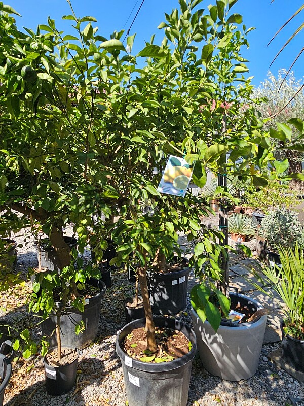 Citrus LIMON - 55/70LT, obvod kmene 14/16 cm