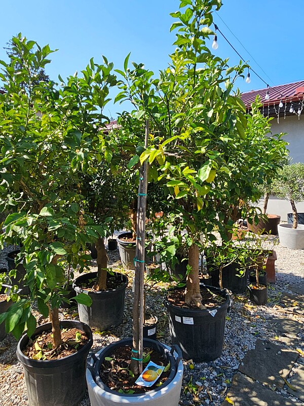 Pomeranč - SINENSIS 50/55LT, obvod kmene 8/10 cm