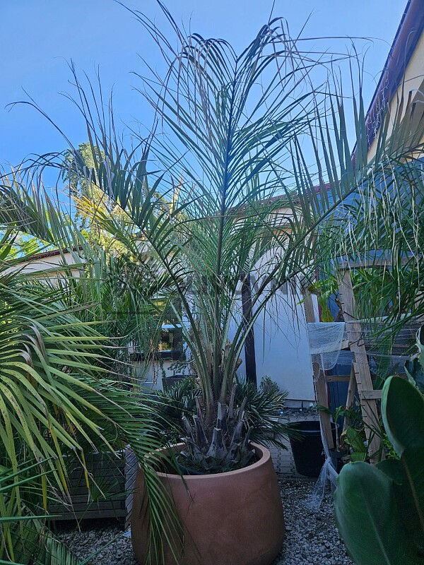 Butia capitata 40/60 100L