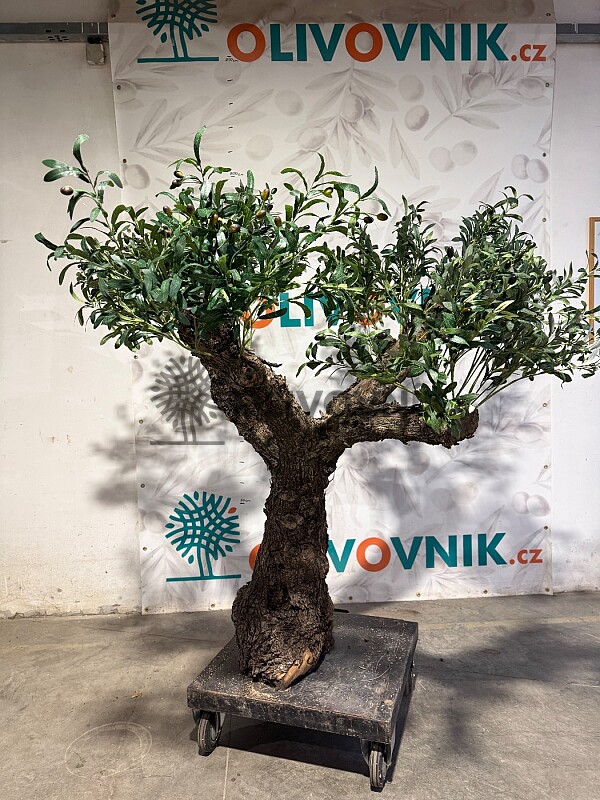 Olivovník Evropský - Bonsai / 155cm / umělá koruna + olivový kmen