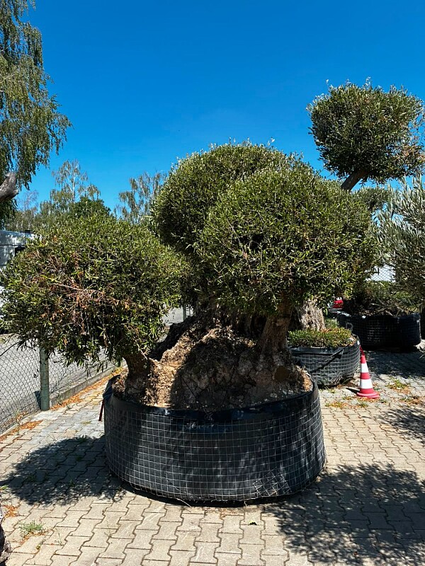 Olivovník Multiball Planta
