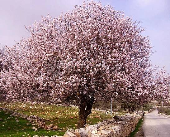 PRUNUS DULSIS - Mandloň obecná
