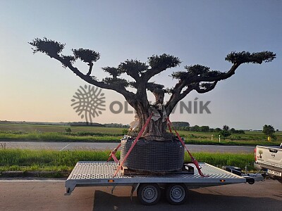 Velký Olivovník Bonsai Plato - Zlínský kraj
