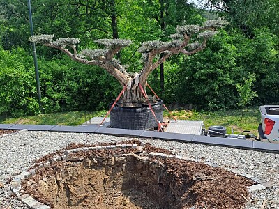 Velký Olivovník Bonsai Plato - Zlínský kraj