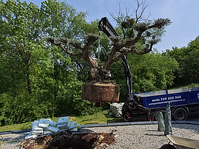 Velký Olivovník Bonsai Plato - Zlínský kraj