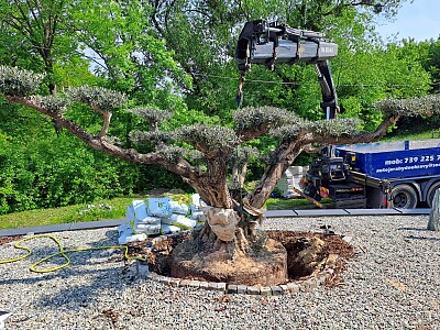 Velký Olivovník Bonsai Plato - Zlínský kraj