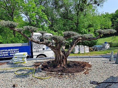 Velký Olivovník Bonsai Plato - Zlínský kraj