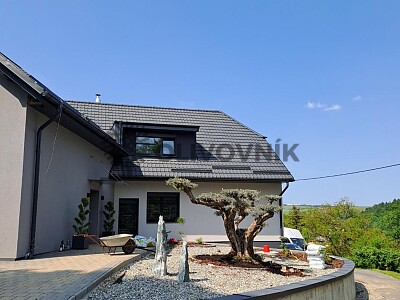 Velký Olivovník Bonsai Plato - Zlínský kraj